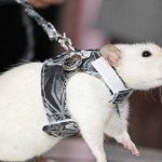 Rat Harness
