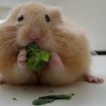 Syrian hamster eats Chinese cabbage