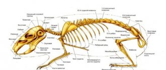 Скелет морской свинки