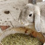 Сколько комбикорма съедает кролик в день