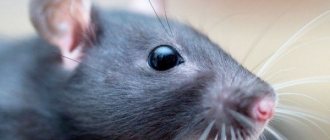Сколько живут дикие и домашние крысы