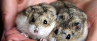 How long do Djungarian hamsters live?