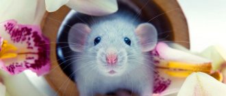 Стоит ли заводить домашнюю крысу: плюсы и минусы декоративного питомца