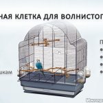 Требования к клетке для волнистого попугая