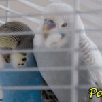 Волнистые попугаи спят