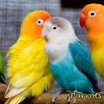 Выбираем имя попугаю: общие советы, список имён