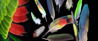 Parrot feather loss: Why does a parrot lose feathers?